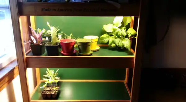 Små plantor växer under en cfl lampa på en hylla.