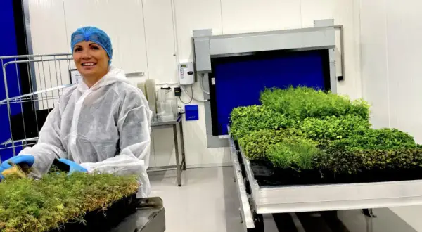 Kvinna i skyddskläder hanterar småplantor i ett växthus. Bredvid står en hylla med gröna växter, upplyst av en dimmer 1000w.