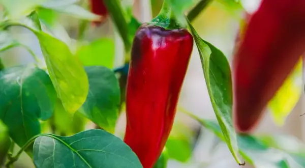 En röd chili hänger från en planta, omgiven av gröna blad. Denna chili jord ger smak åt maten.