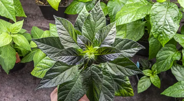 En hand håller en mörk chiliplanta med stora blad. Perfekt för att odla chili inomhus.