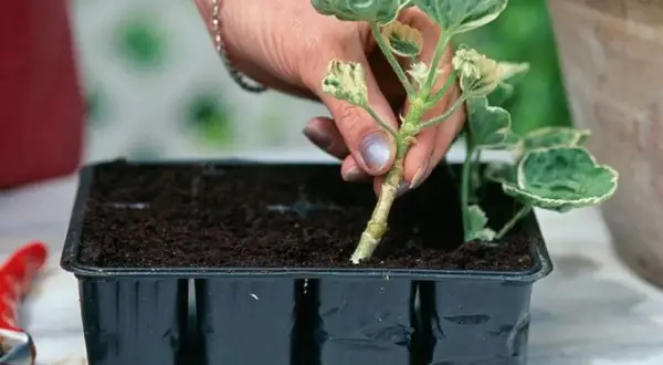 En hand planterar en stickling i en såbrätte för rooting.