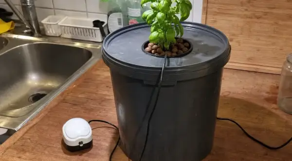 En basilika växer i en hink med ett litet luftflöde, som en miniatyr airdome för örter.