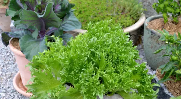 Frisk, grönbladig sallat i kruka, perfekt för att odla sallad i kruka inomhus. Bredvid syns en rödbladig kål och andra växter i krukor.