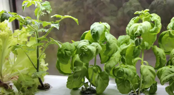 En ung shirley tomatplanta växer bredvid frodig basilika och sallat i ett fönster.