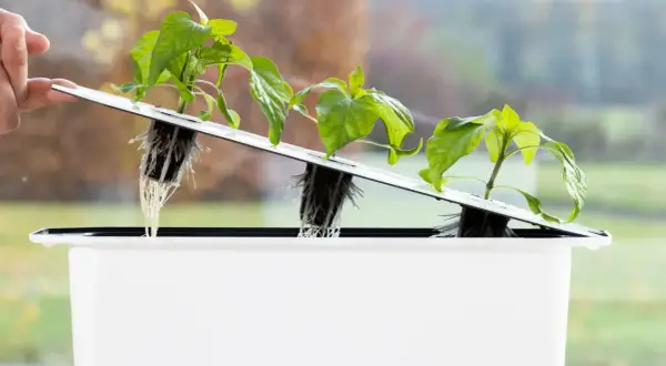 Små plantor med synliga rötter i ett hydroponiskt system. En hand justerar en av plantorna, vilket visar hur enkelt det är att sköta dem. Hesi-näring ger dem en bra start.