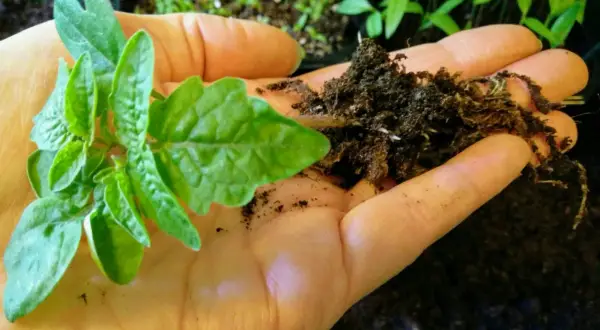 En hand håller en liten tomatplanta av sorten Tiny Tim med jord och rötter.
