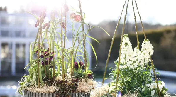 Två krukor med vackra vårblommor i solljus. Den ena med mörklila blommor och rutiga klockor, den andra med vita blommor under en stylad träkonstruktion.