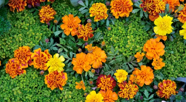 En blomsteräng med orange, gula och rödbruna så tagetes, omgivna av grönt bladverk.