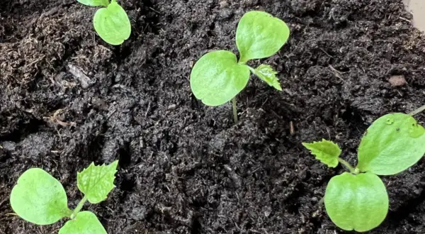 Små gröna plantor spirar ur mörk jord. Det är början på en gurka, från gurka frön som såtts.