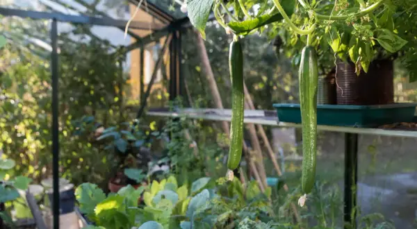 Två långa, gröna gurkor hänger från en planta i ett soligt växthus.
