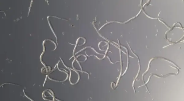Mikroskopisk bild av många små, slingrande larver i jorden. De ser ut som små trådar som rör sig.
