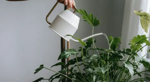 En hand vattnar en frodig grön växt med en vit vattenkanna. Vattnet rinner ner över bladen, som om de vore ett naturligt plantstöd för varandra.