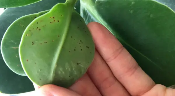 En hand håller ett grönt blad med många små bruna prickar.