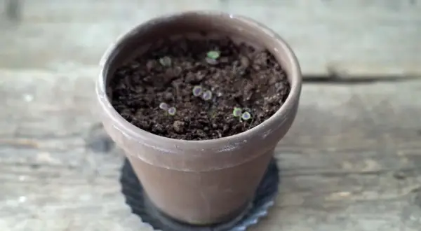 Små plantor i en terrakotta kruka, i början av sin vegetativa tillväxt.
