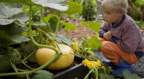 En pojke i orange byxor och randig tröja tittar nyfiket på en gul pumpa som växer i en pallkrage. Det är spännande att odla pumpa!