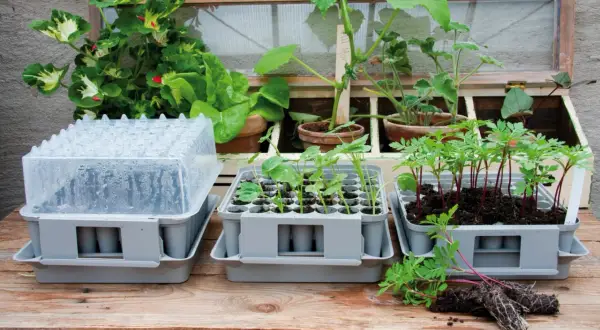 Pluggbox Nelson Garden med småplantor och ett miniväxthus.