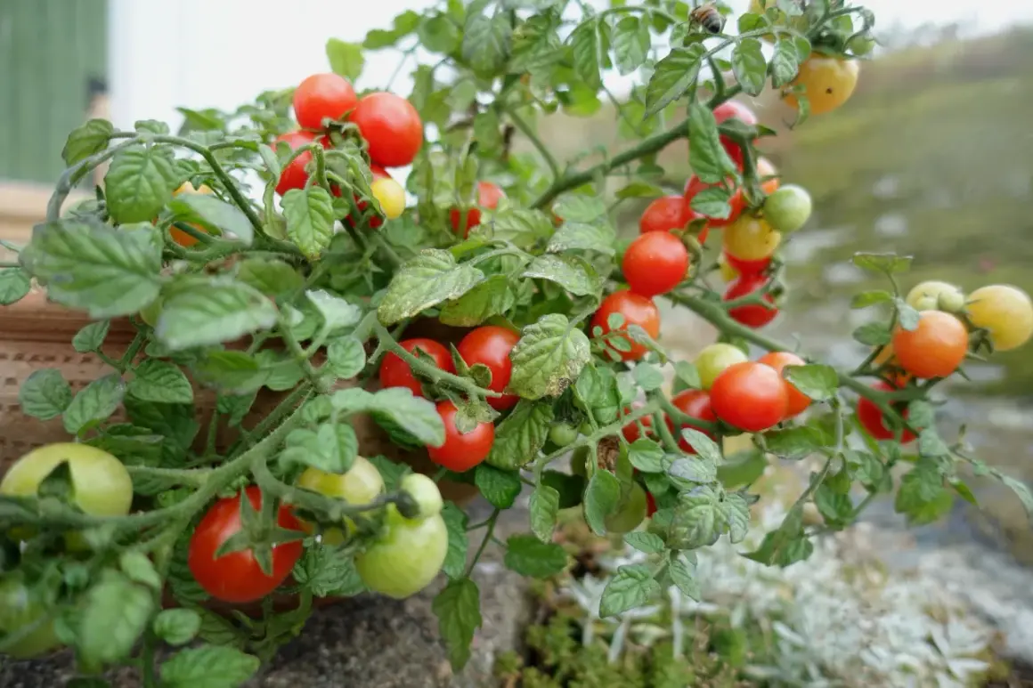 En tomatplanta med många röda och gröna tomater. En bra kruka till tomat ger plats för rötterna att växa.