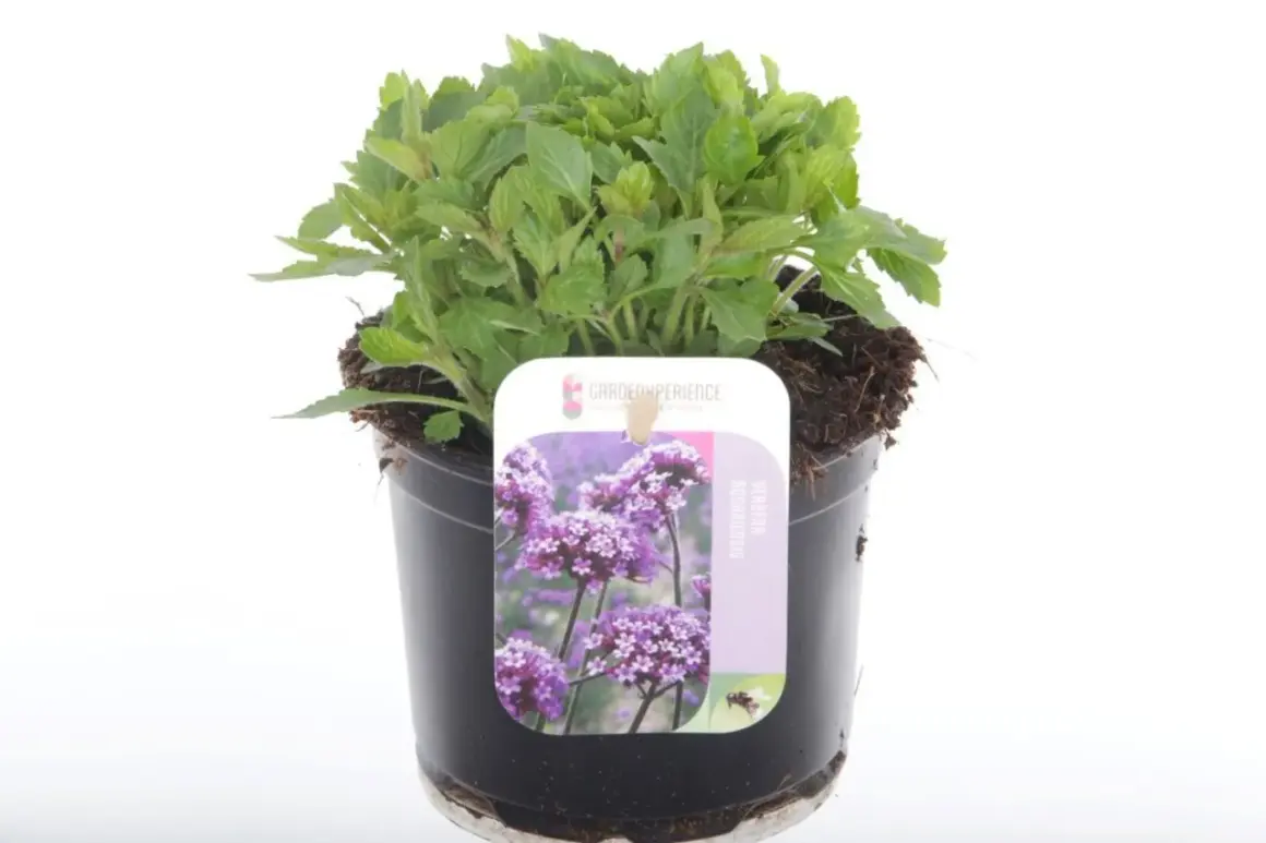En grönskande verbena i kruka, redo att pryda din trädgård med lila blommor.