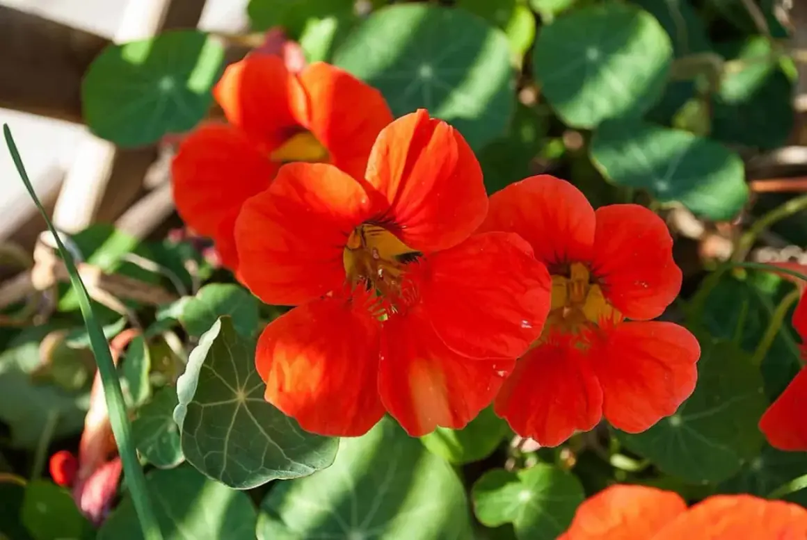 Vackra orange krasse i kruka blommar med sina runda gröna blad.