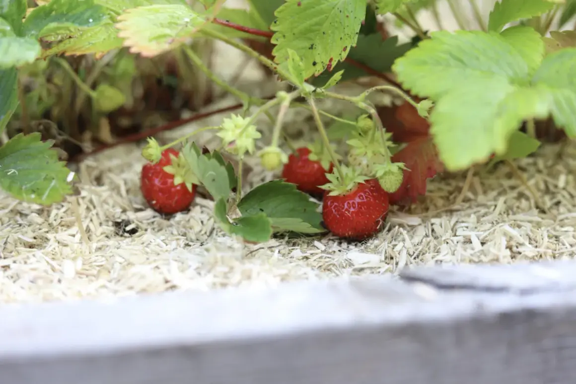 Röda, saftiga jordgubbar växer i solsken, redo att skördas. Dessa guldvatten jordgubbar är en sommarskatt.