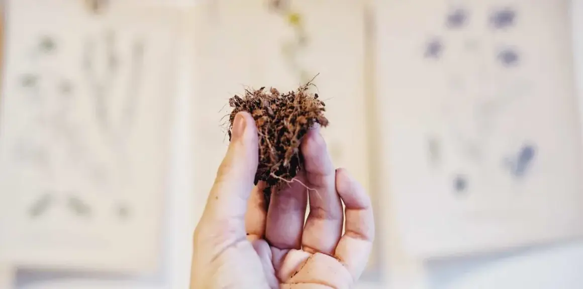 En hand håller en klump jord med rötter. Bakgrunden visar suddiga botaniska illustrationer, kanske från en gammal atami-bok.
