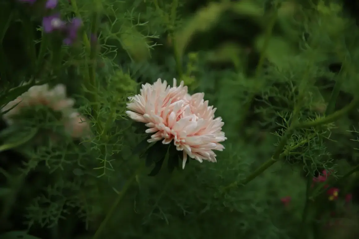En ljusrosa aster blomma med fina kronblad omgiven av gröna blad.