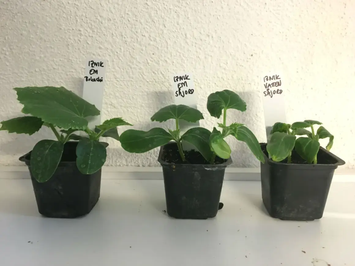 Tre små plantor av iznik gurka växer i svarta krukor. Etiketter visar olika odlingsmetoder.