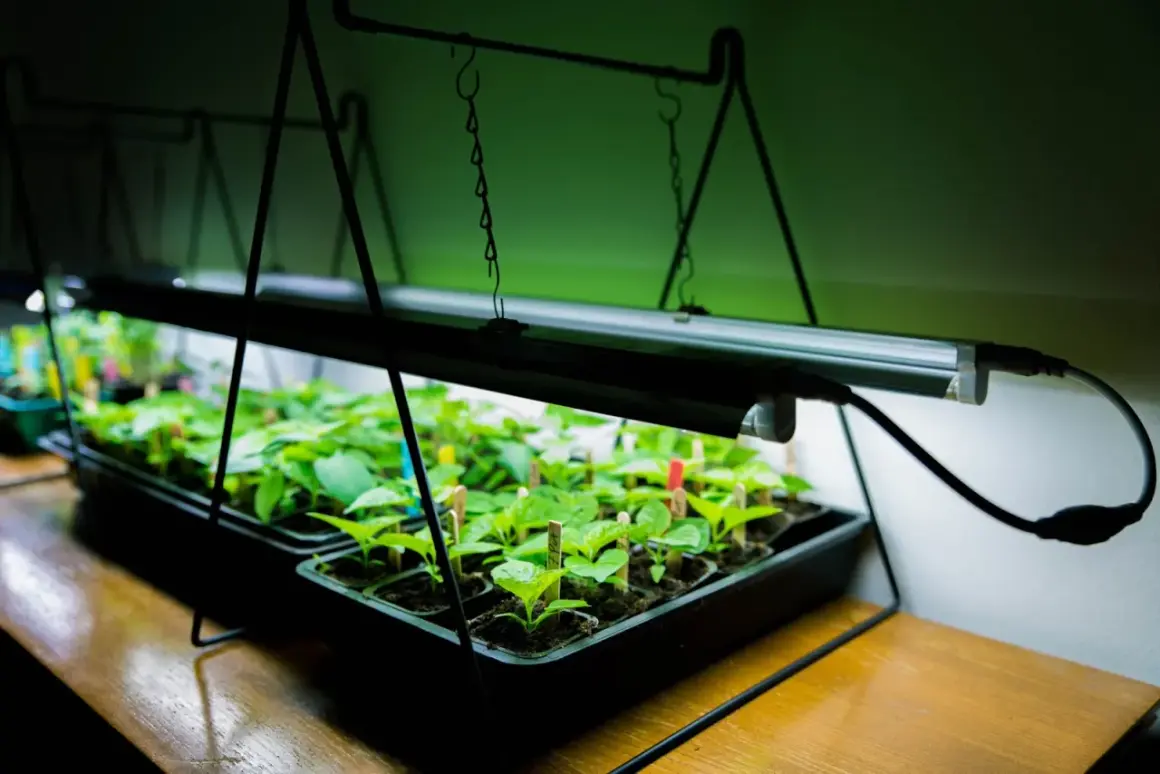 Små plantor växer under en grön led-lampa.