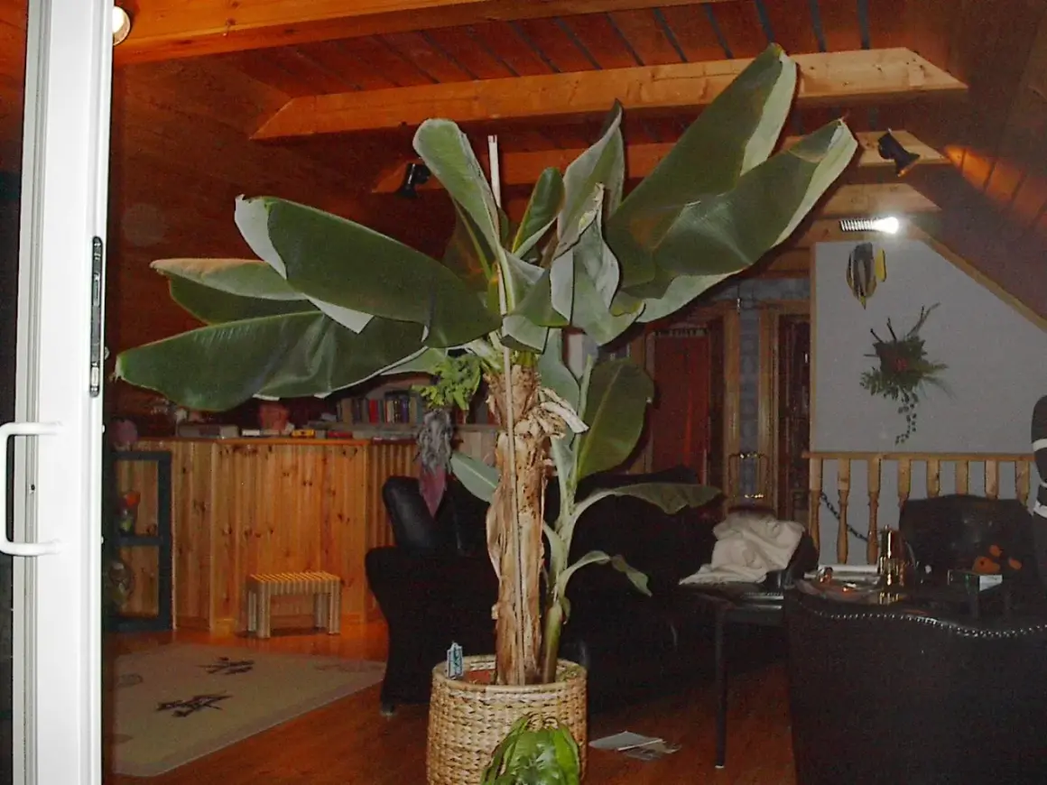 Stor bananplanta i kruka inomhus. Kanske en dag ger den bananfrö.