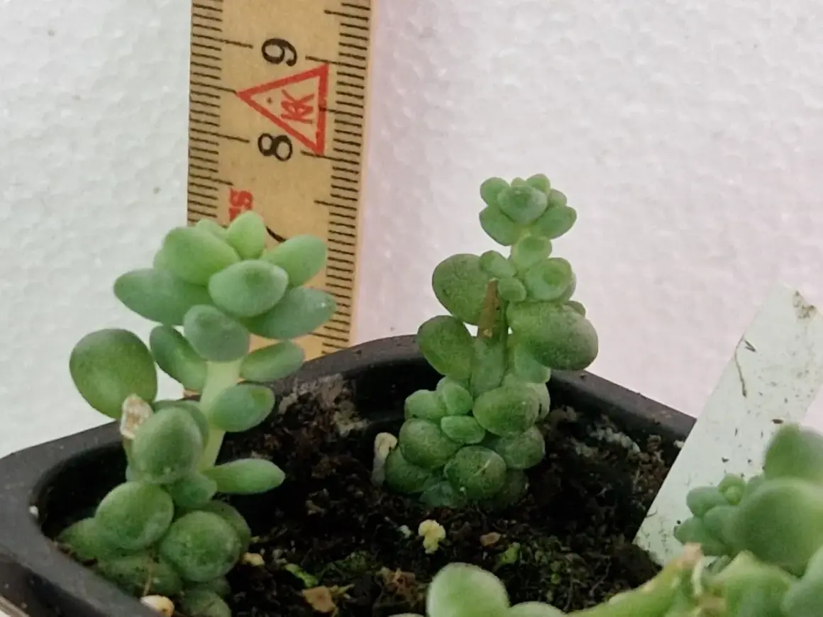 Två små suckulenter växer i en kruka, en linjal visar att de är ca 8-9 cm höga. En liten rot riot börjar synas.