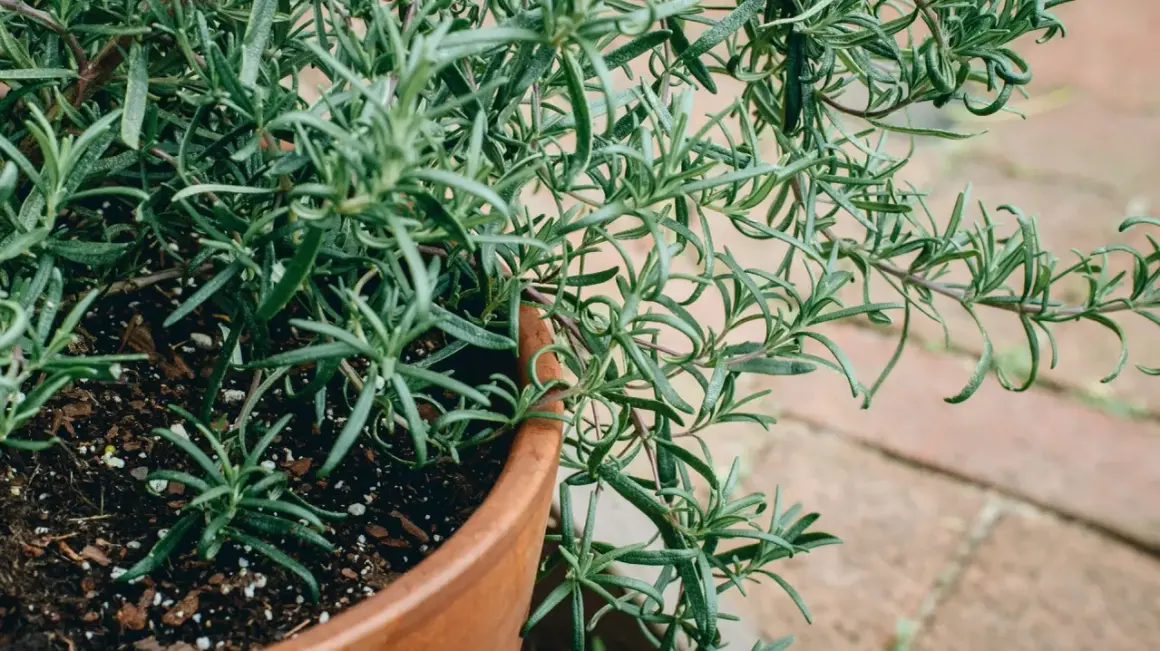 En frodig rosmarinplanta i en terrakottakruka, redo att odla för härliga smaker.