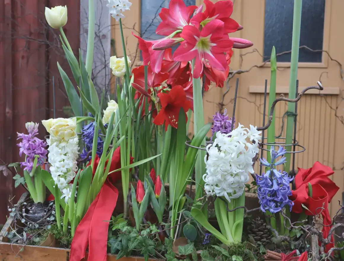 Vacker juldekoration med amaryllis, hyacinter och tulpaner. Perfekt för att plantera hyacinter till jul och skapa en festlig stämning.