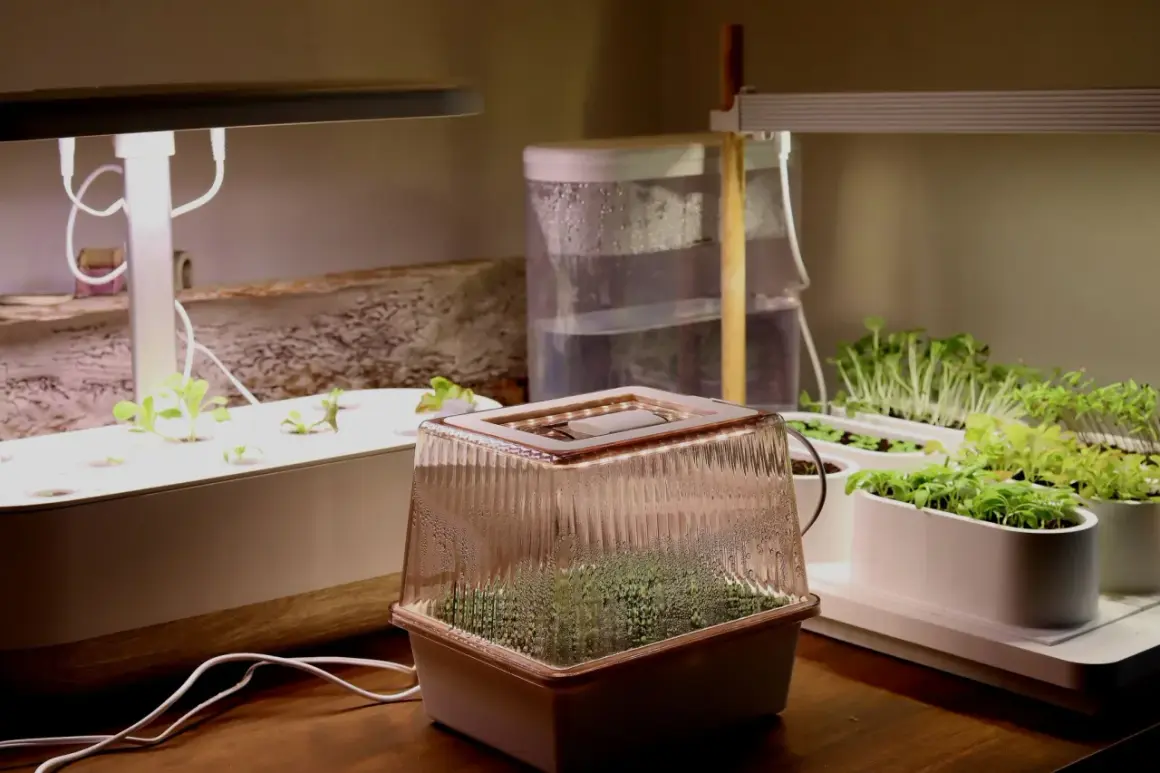 Odling av mikrogrönt under LED-lampor. En behållare med kondens täcker små plantor, kanske med en touch av bat guano för näring.