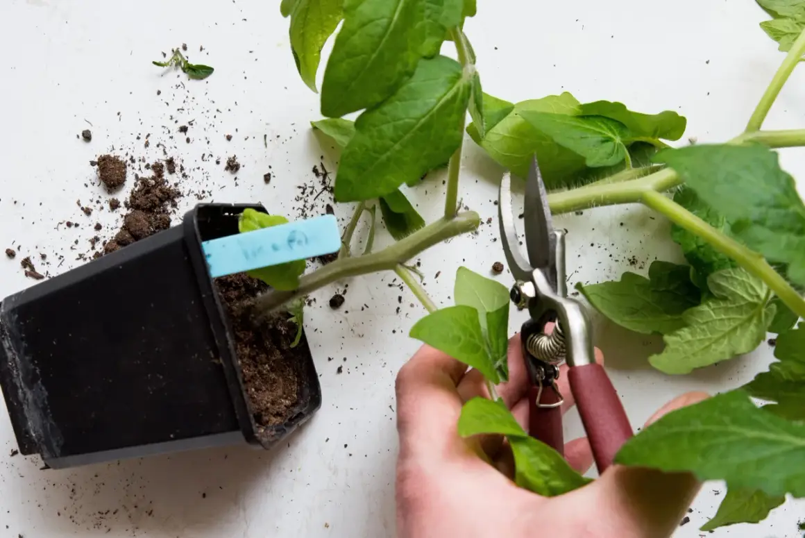 Beskära tomatplantor för bättre tillväxt. En hand håller sekatör nära en planta i kruka.