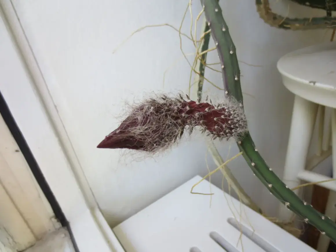 En nattens drottning stickling med en mörkröd knopp som börjar öppna sig, omgiven av fluffiga vita hår.