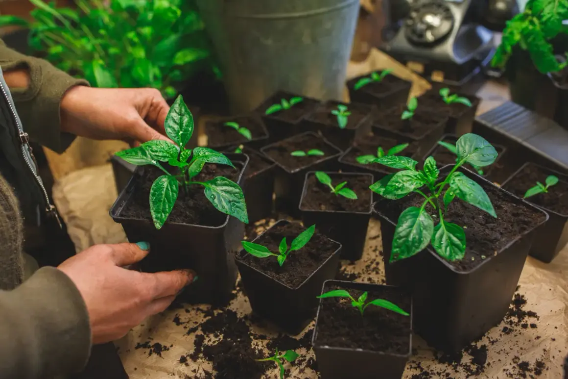Händer planterar små paprikaplantor i jord. Många små krukor med plantor står redo för att växa.