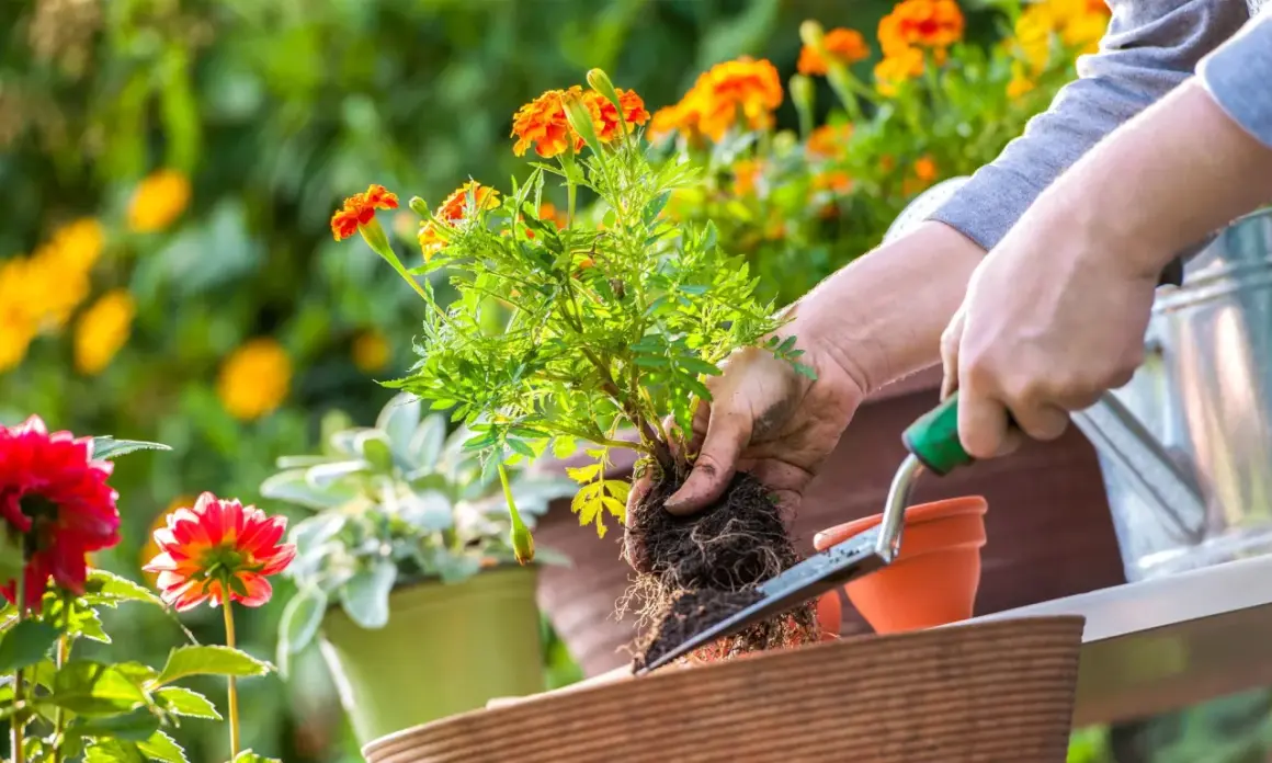 Händer planterar en tagetes i en smart pot. Blommor i orange och rött syns i bakgrunden.