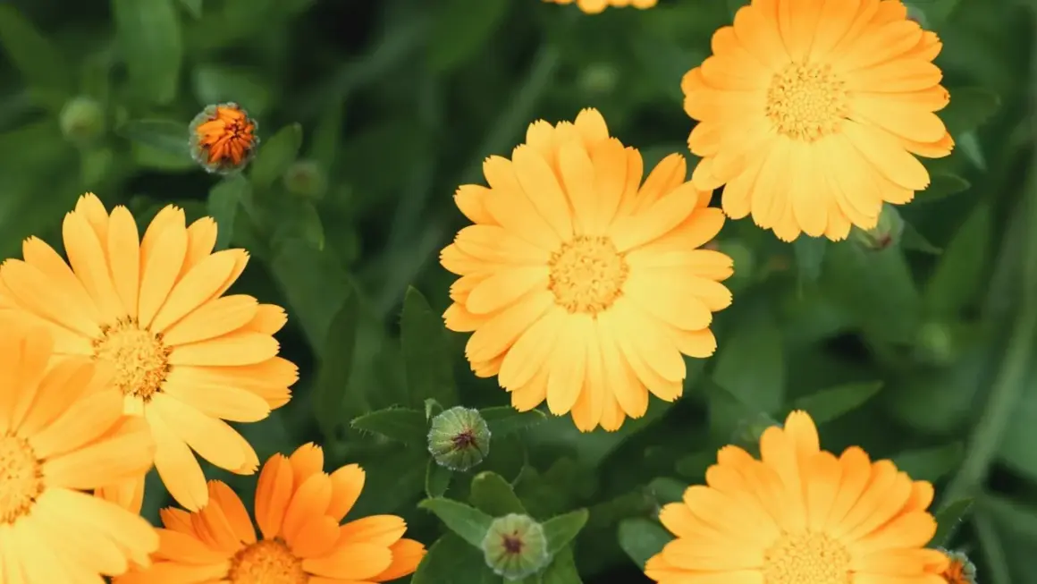 En grupp soliga ringblommor blommar i grönska.