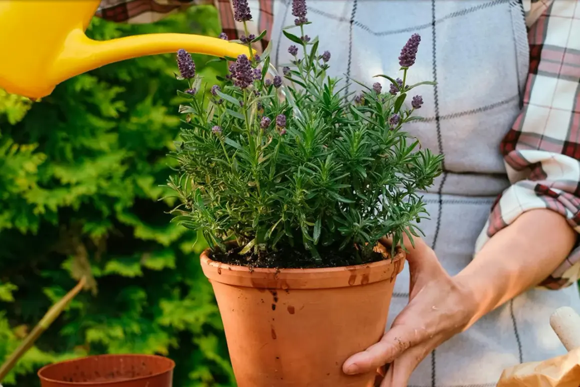 En person vattnar en frodig lavendel i kruka med en gul vattenkanna. Doftande lila blommor spirar.