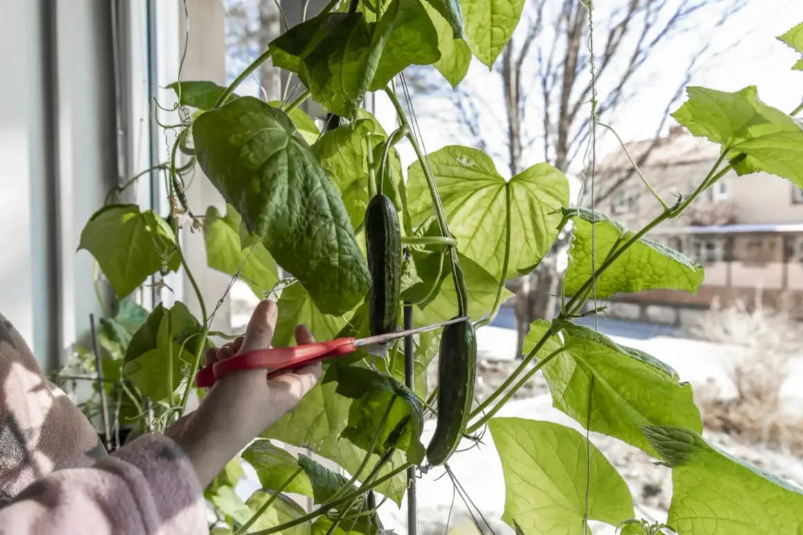 En hand med röda saxar klipper av en mogen gurka, en Cucumis sativus, från en frodig planta vid ett fönster.