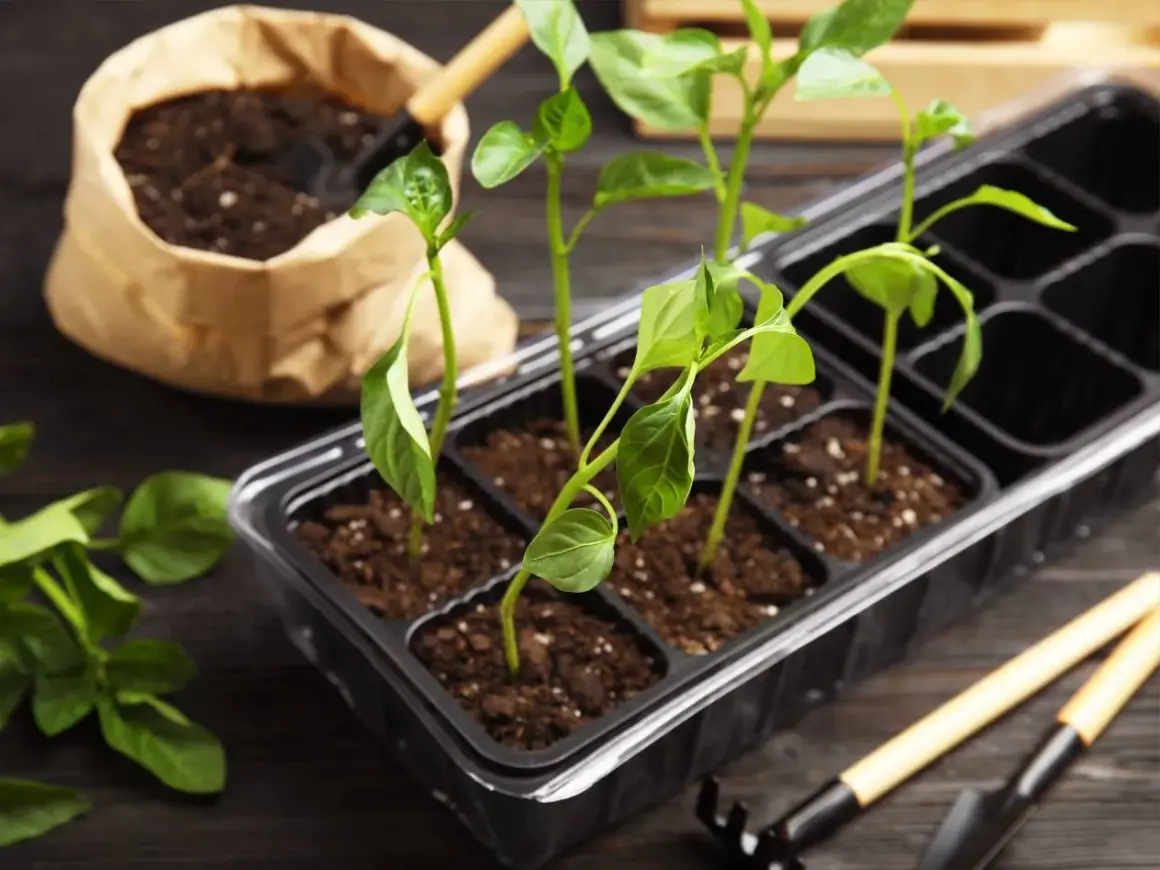 Små plantor av chili odla i en kruka med jord. Bredvid finns en påse med jord och trädgårdsredskap.