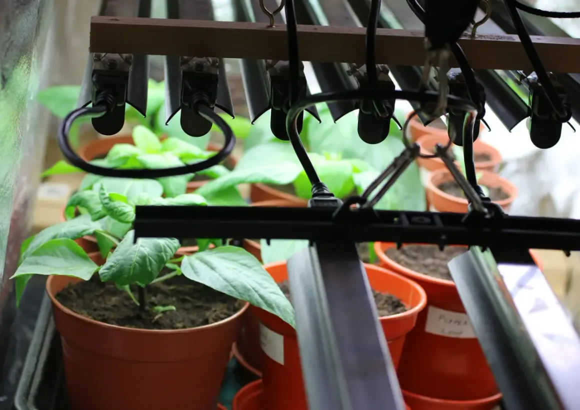 Små plantor i krukor växer under växtbelysning. Ljusstyrning är avgörande för deras utveckling.