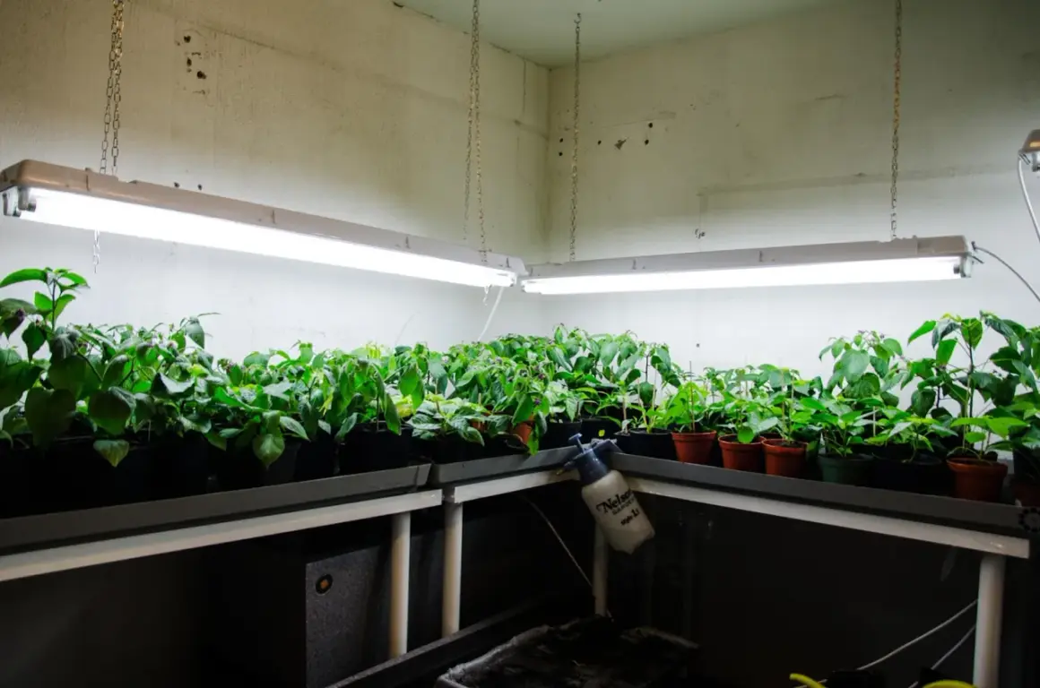 Rader av plantor växer under lysrör 36w i ett växthus.