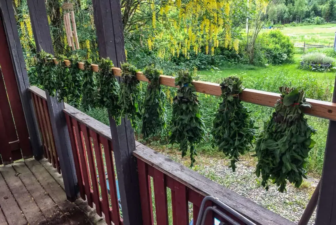 Buntar av örter, som oregano, hänger på tork på en veranda. Bakom syns en blomstrande träd och grönskande äng.