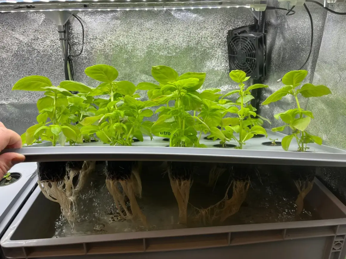 Hydroponisk basilika växer frodigt i ett system med synliga rötter. Biobizz-näring ger optimal tillväxt.