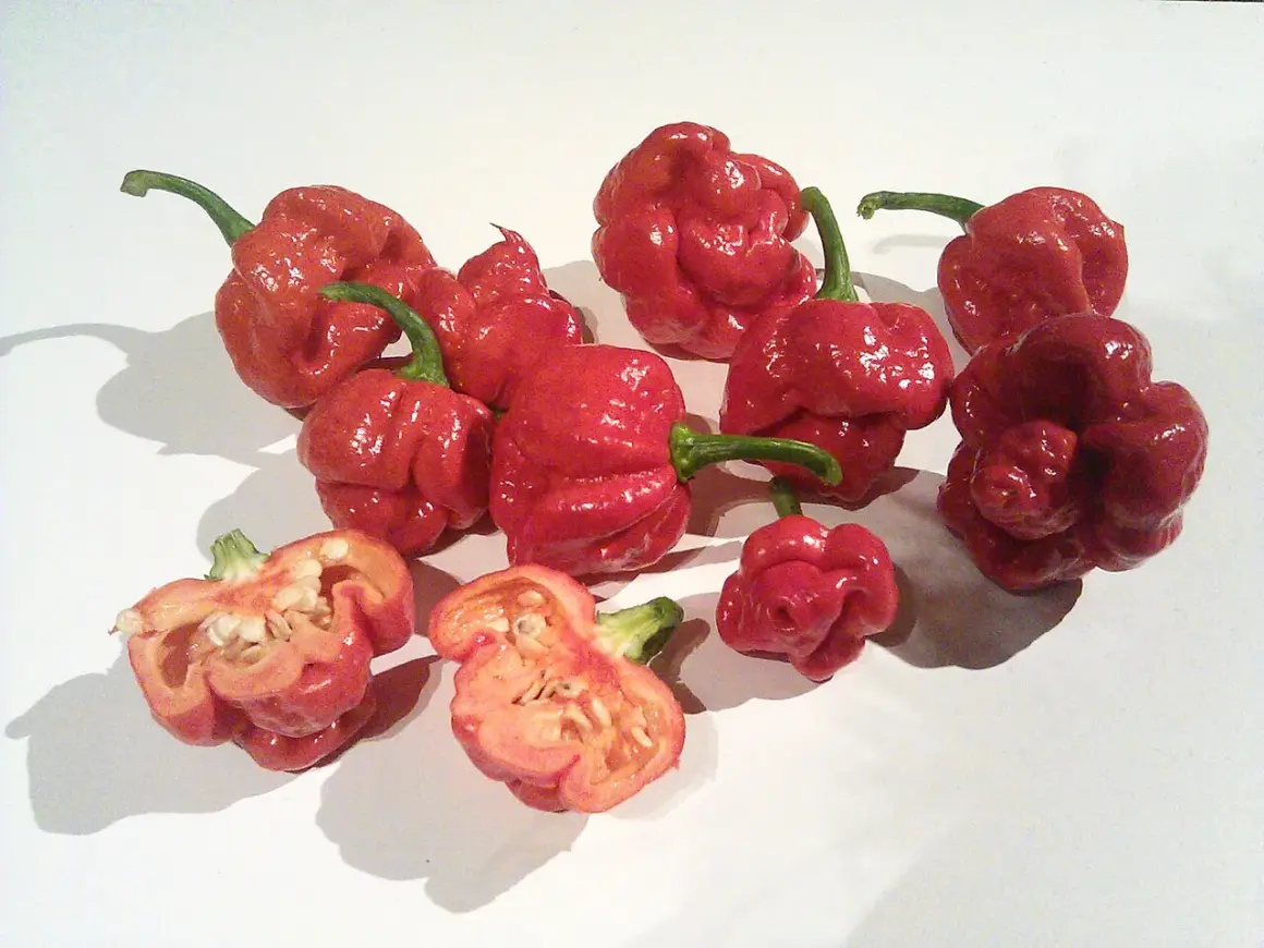 En samling röda, skrynkliga chilis, inklusive en delad trinidad scorpion med synliga frön.