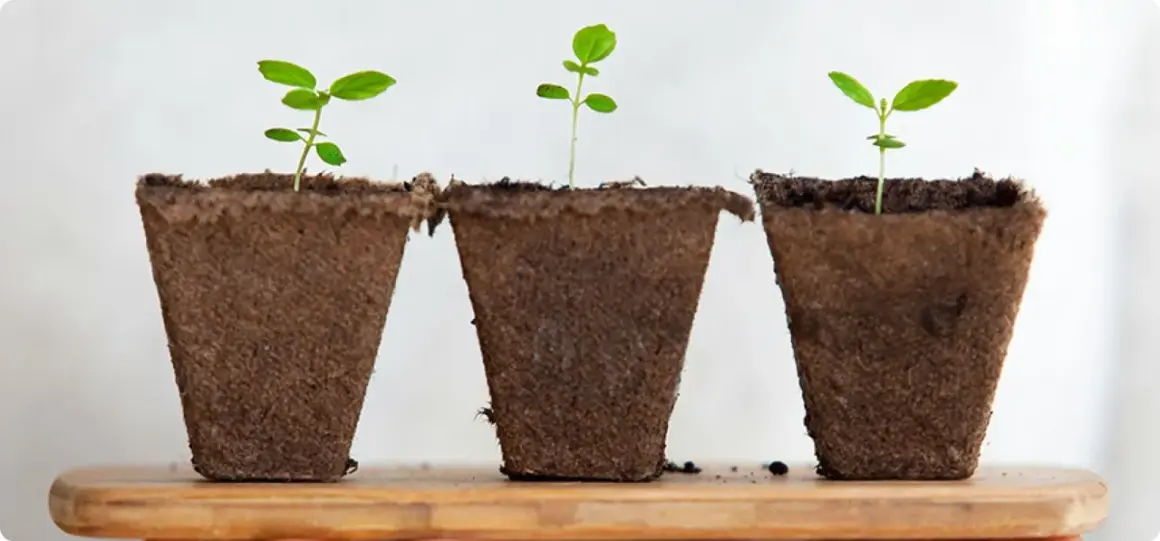 Tre små plantor, kanske en framtida tobaksplanta i kruka, växer till sig i bruna krukor på en trähylla.