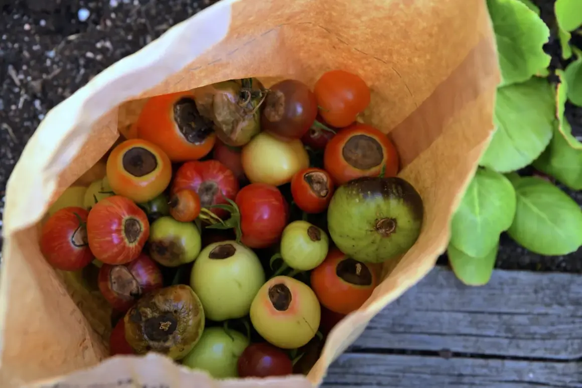En påse med olika sorters tomater, vissa med blommorna kvar. Kanske behöver de kalcium till tomater för att undvika flugsvamp.