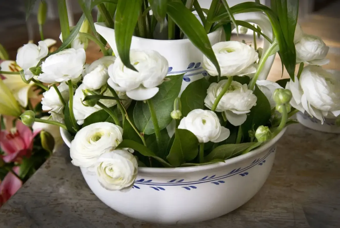 En bukett med vita ranunkler i en vit kruka med blått mönster. Blommorna är tätt packade med gröna blad.