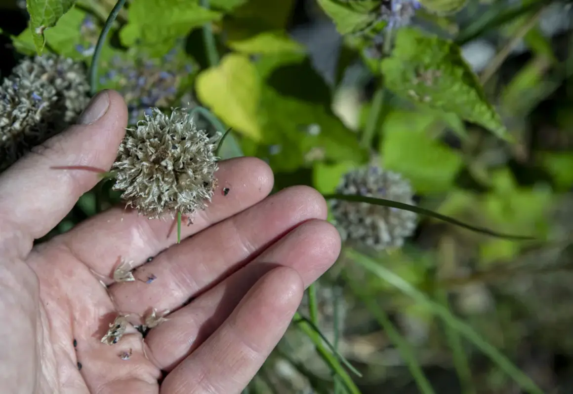 En hand håller en torkad blomställning med gräslök frö. Små, svarta frön syns i handen och på blomman.